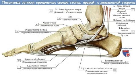 Анатомия: Стопа как целое и ее своды