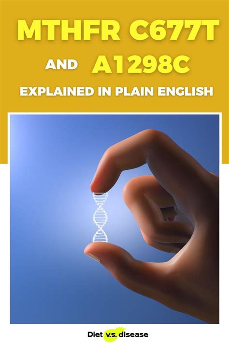 MTHFR C677T And A1298C Explained In Plain English In 2020 Nutrition