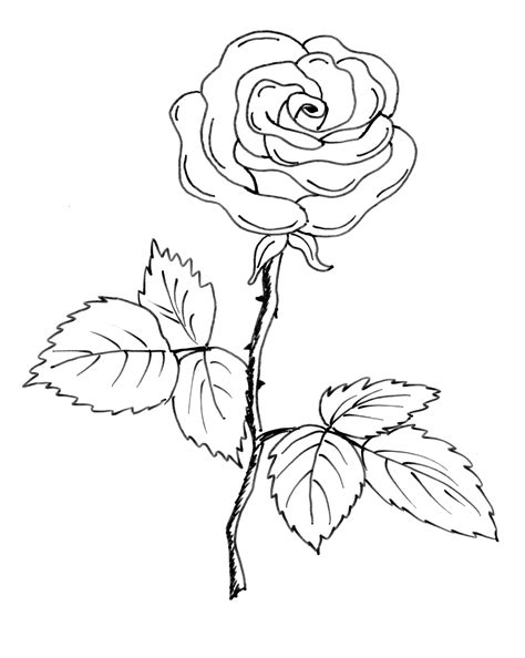 Pin Rose Zeichnen Rosen How To Draw Video Tutorial Step By On Pinterest