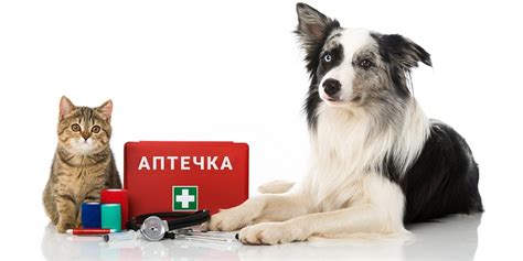 Как собрать аптечку для питомца?