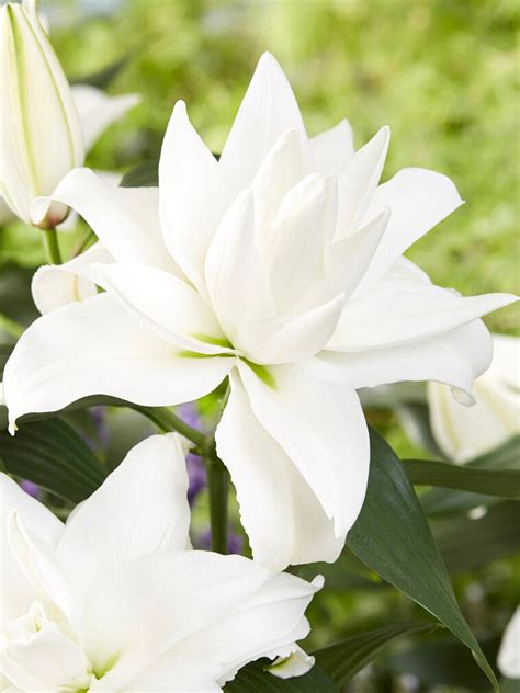 Double Lily Bulbs - Roselily Angela | DutchGrown™