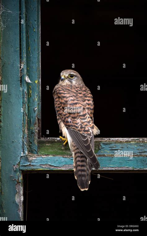 Brown Kestrel Hi Res Stock Photography And Images Alamy