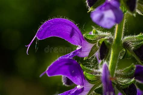 Salvia Pratensis The Meadow Clary Or Meadow Sage Is A Species Of