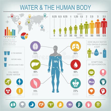 Porcentaje De La Diferencia Del Agua En El Cuerpo Humano Ilustración