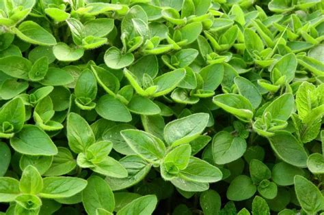Top 8 Substitutes For Savory Substitute Cooking