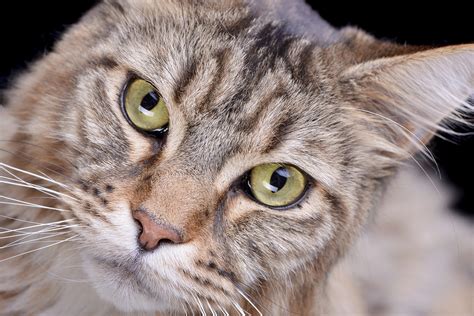 diverting feline intake workshop  dr julie levy  friends