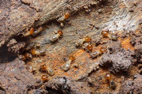 Firehouse Pest Control | Quality Termite Control Guide