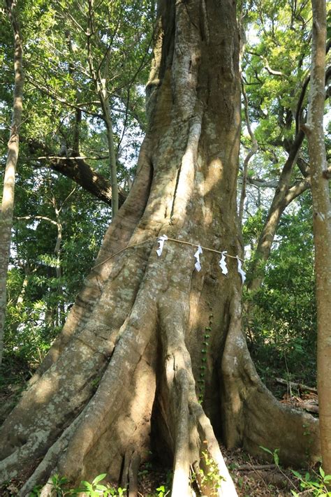 和歌山県内の巨樹・古木を訪ねて。