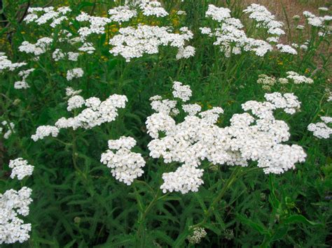 Milenrama Achillea Millefolium Más De 1000 Plantas Y Flores Del Mundo