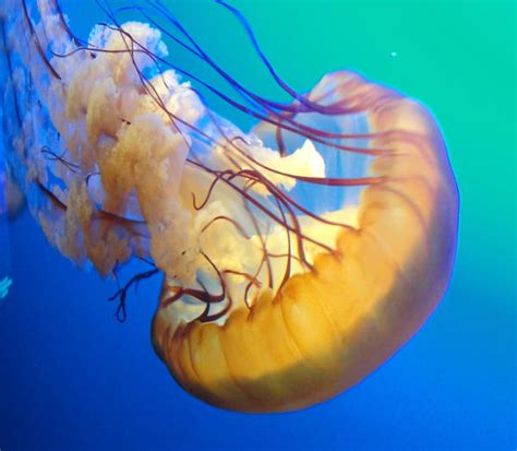 Lion's mane jellyfish by Altaicus on DeviantArt