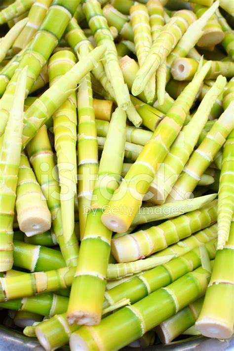 Bamboo Shoots Stock Photo | Royalty-Free | FreeImages