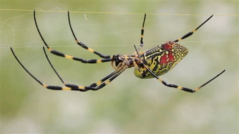 Giant Invasive Joro Spider Could Soon Be Throughout The East Coast In