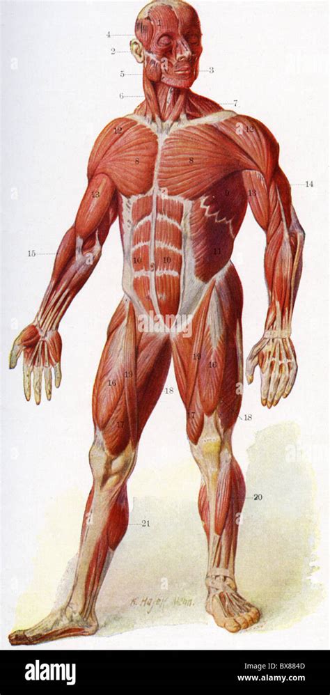 Medizin Anatomie Muskeln Muskulatur Des Menschlichen K Rpers