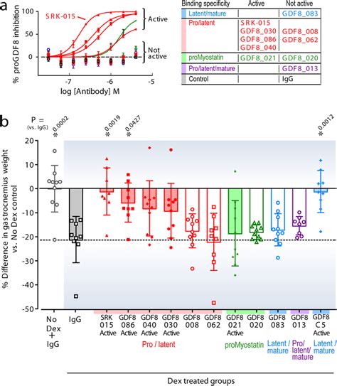 Binding To Myostatin Precursors And Blocking Activation Prevents Muscle Download Scientific