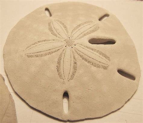 File Keyhole Sand Dollar 01 Wikimedia Commons