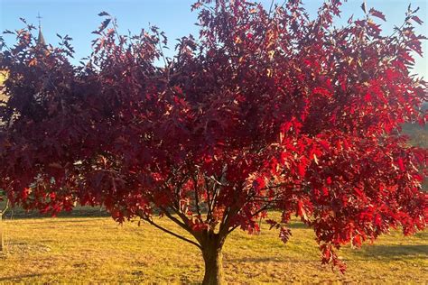 How To Trim A Maple Tree Expert Techniques And Timing