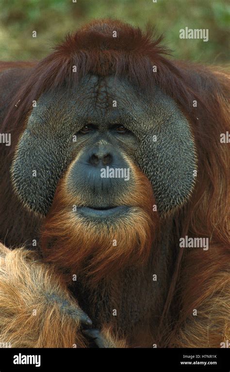 Orangutan Pongo Pygmaeus Male Portrait Showing Large Cheek Pads