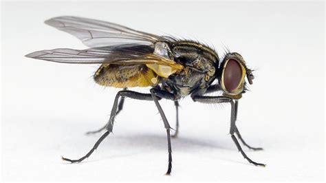 Pregnant Housefly Males Demonstrate The Evolution Of Sex