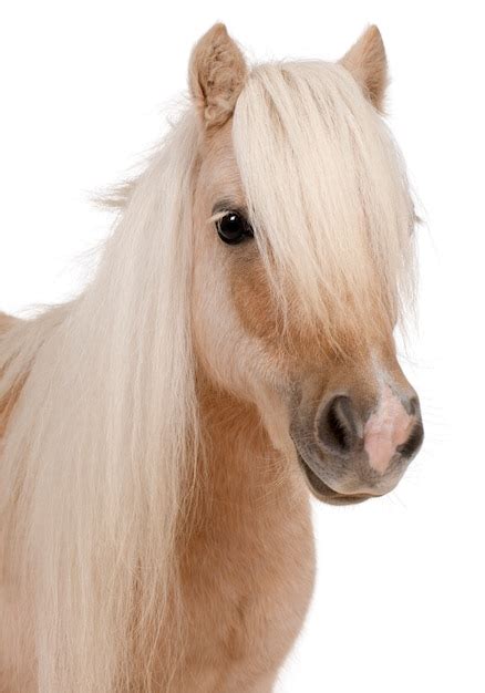 Premium Photo | Palomino shetland pony, equus caballus standing ion ...
