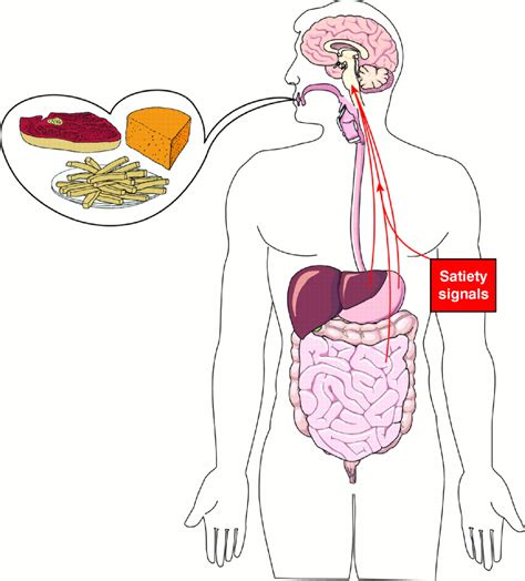 Signals That Regulate Food Intake And Energy Homeostasis Science