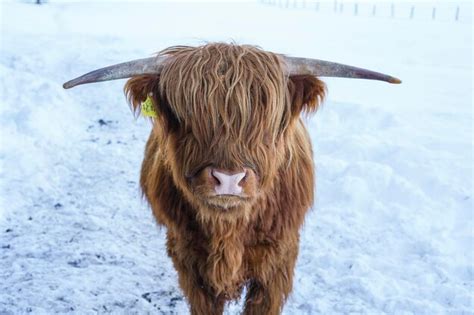 Premium Photo Cute Highland Cattle Calf In Winter