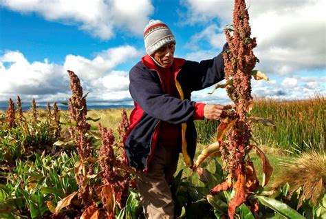 La Quinua El Grano Sagrado De Los Incas Opini N