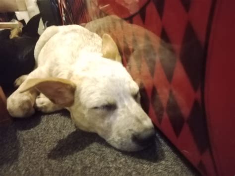 Cattle Dog Blaxland Petsforhomes