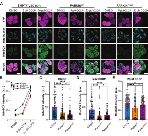 Fluorescence Based Quantification Of Mitochondrial Membrane Potential