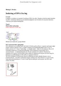 Isolering Af Dna Fra L G Biologi Opgaver