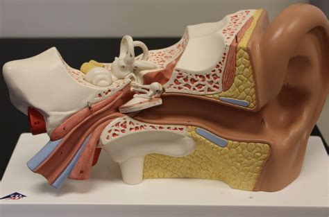 Hearing And Equilibrium Anatomy 1 Diagram Quizlet