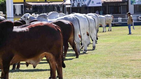 Expozebu Feira Ser Realizada De Forma Presencial E Inscri Es De