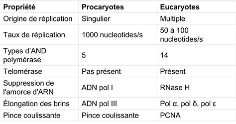 R Plication De Ladn Chez Les Eucaryotes Introduction La