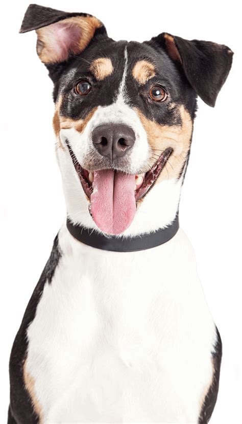 Free Happy Dog Png Download Free Happy Dog Png Png Images Free