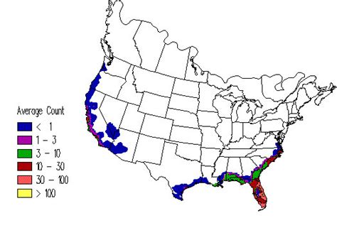 Brown Pelican Ebirdr