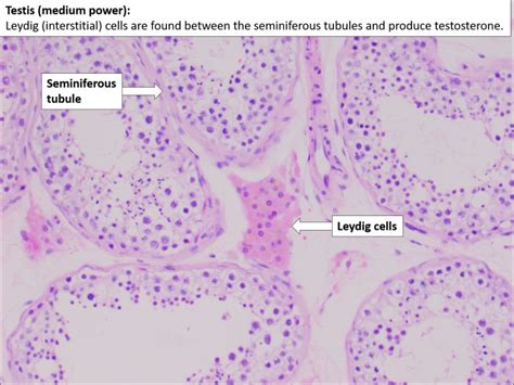 Testis And Epididymis Normal Histology Nus Pathweb Nus Pathweb