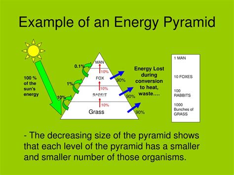 Ppt Energy Flow Powerpoint Presentation Free Download Id6772719