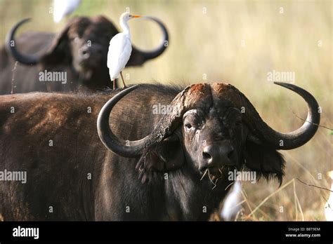 African Buffalomeru National Parkkenya Stock Photo Alamy