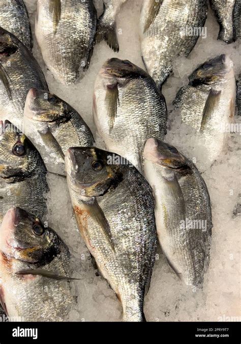 Sea Bream Fresh Gilthead Sea Bream Sparus Aurata In Ice Stock Photo