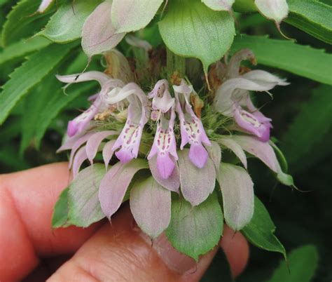 Monarda Citriodora Lemon Beebalm Lemon Bergamot Lemon Horsemint