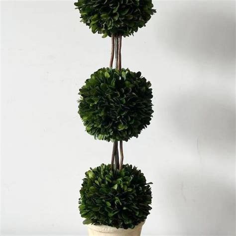 Boxwood Topiary Live Etsy