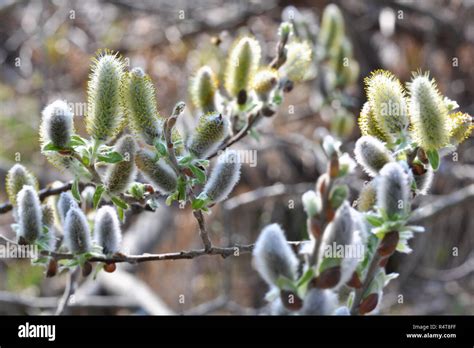 Salix Branch With Yellow And Gray Pussy Willows Stock Photo Alamy