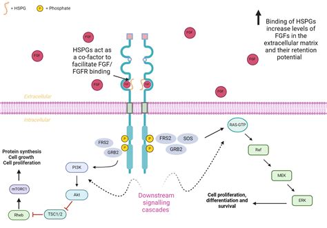 FGFR Signalling Pathway BioRender Science Templates