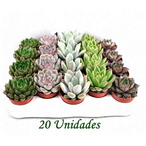 Pack De Plantas Crasas Echeveria Variadas En Maceta M