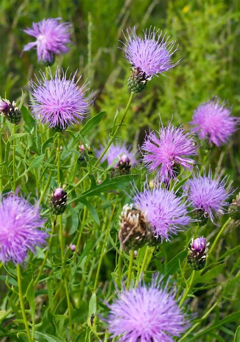 Lilac Wild Flowers Of Transbaikalia Stock Image Image Of Botanic