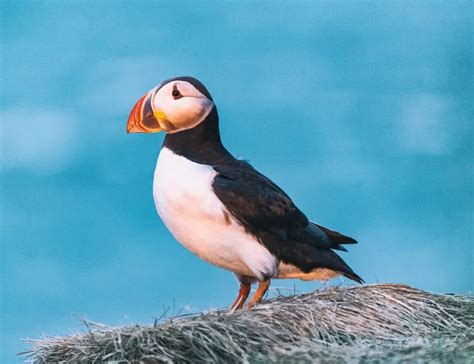 13 Puffin Facts About The Colorful Sea Parrots