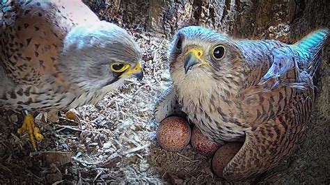 Kestrels Prepare For First Chicks Jeff Jenny Robert E Fuller