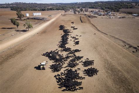 Drought Relief Is Coming. Australia’s Farmers Say It’s Nowhere Near ...