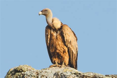 BUITRE Características especies habitat y alimentación