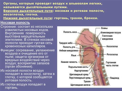 Дыхательная система человека - презентация онлайн