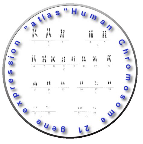 Human Chromosome 21 Gene Expression Atlas